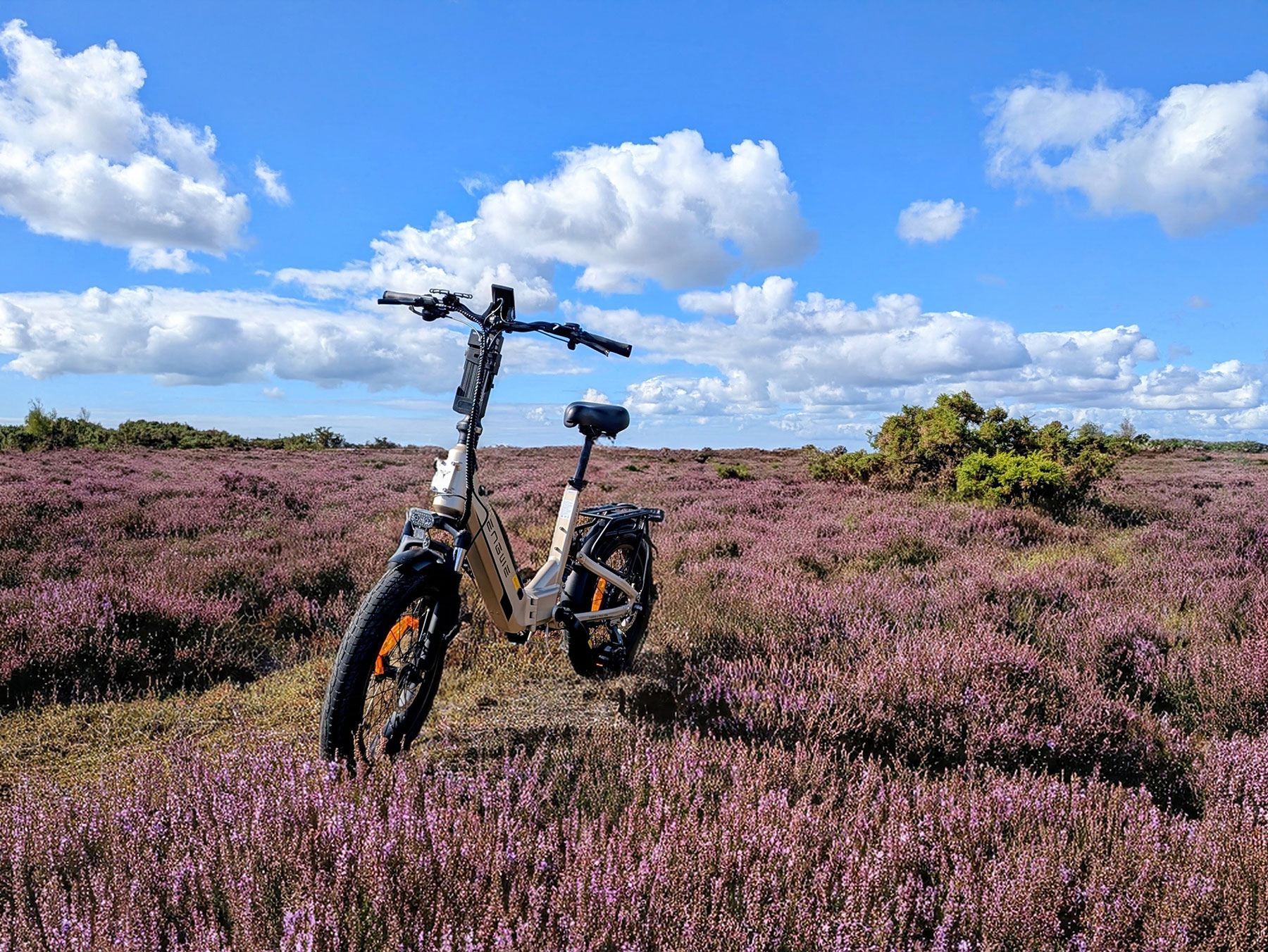 Our hire bike within the New Forest Heather
